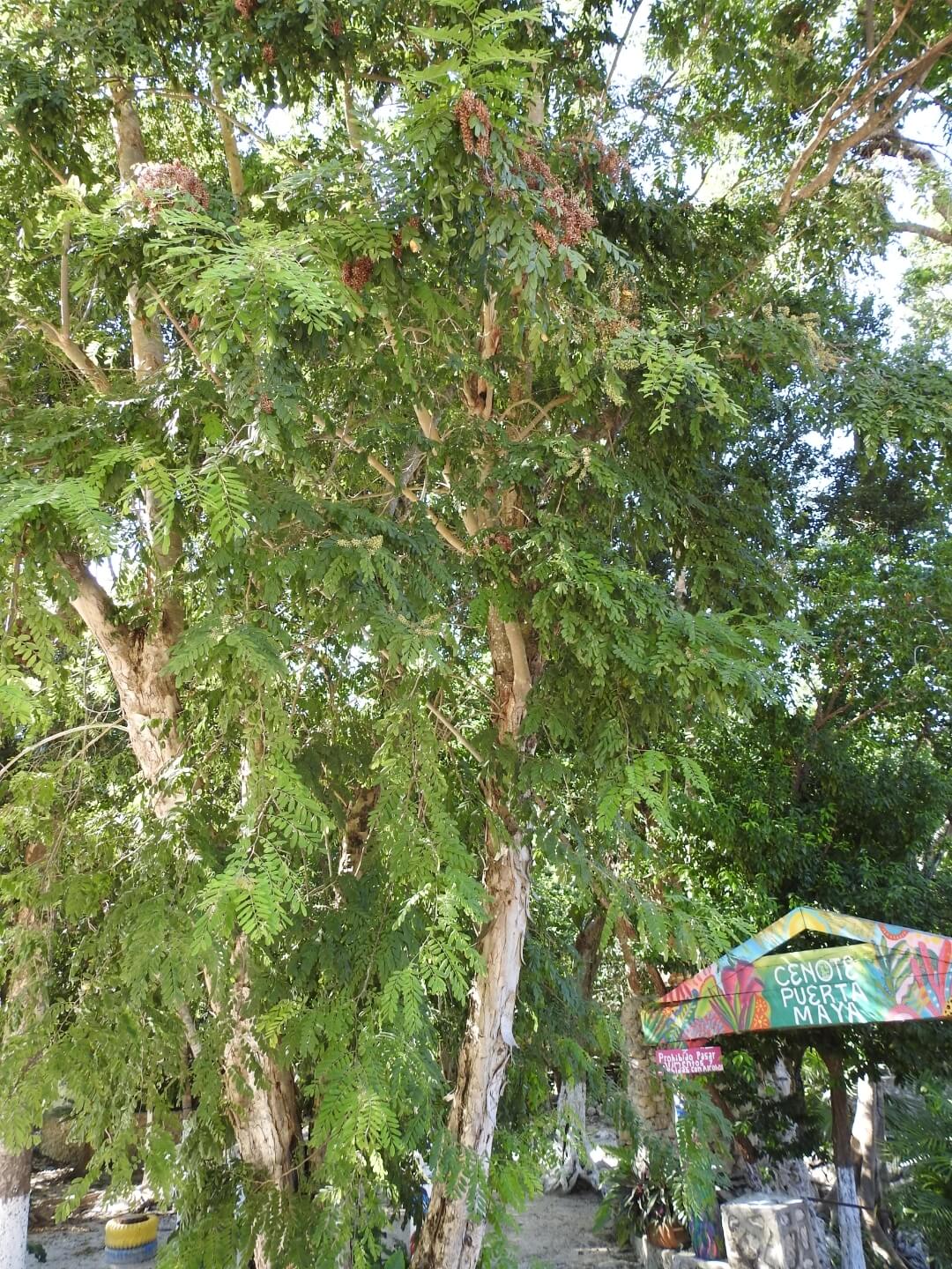 Apoplanesia paniculata